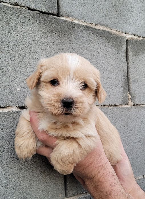 Голдъст йоркширски териер-мини!!!