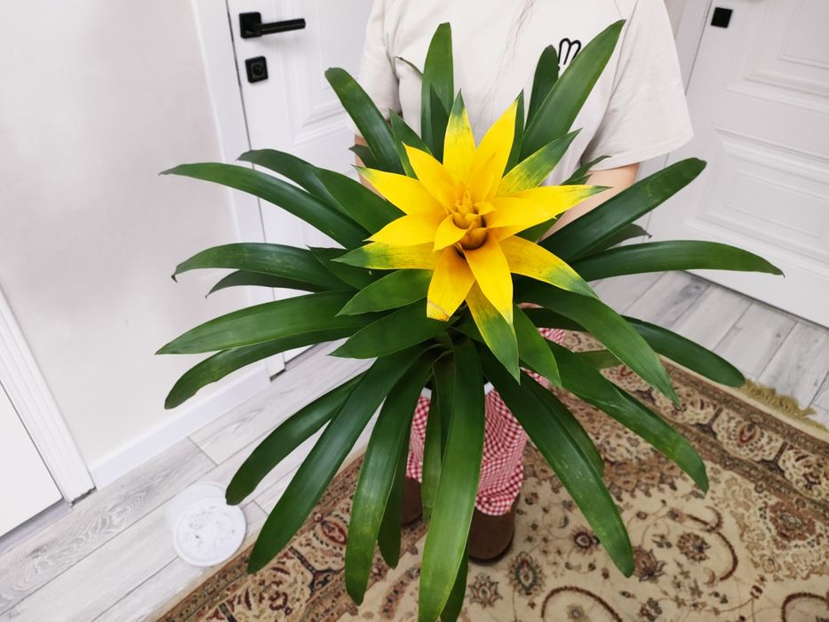 Комнатные растения, доставка