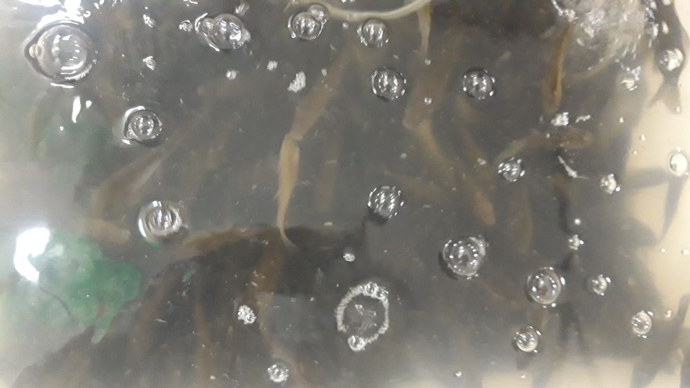 Мотыль, бармаш, живец