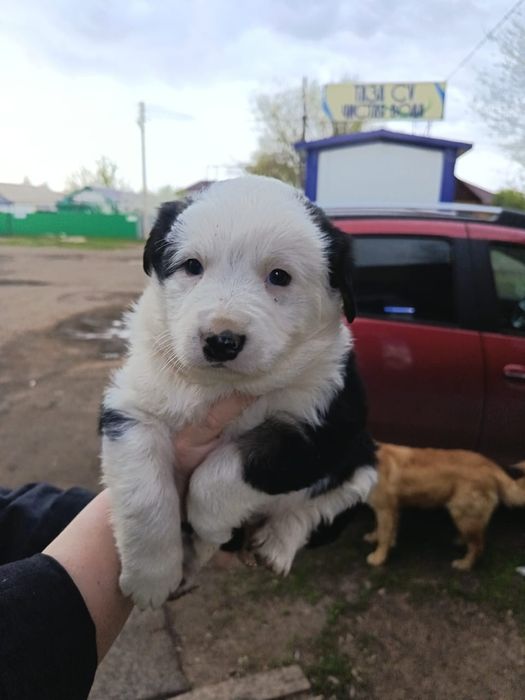 Отдадим щенят в добрые руки!!!