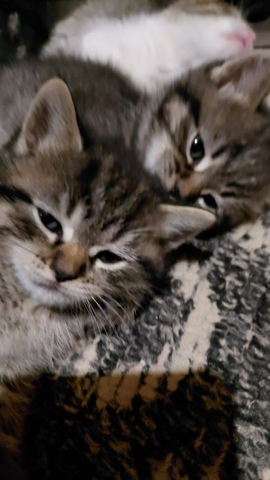 Отдам котяток в добрые руки