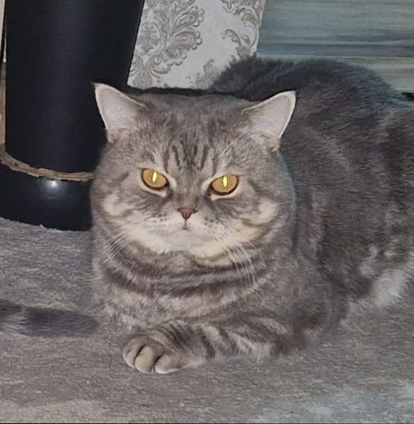 Британские котята