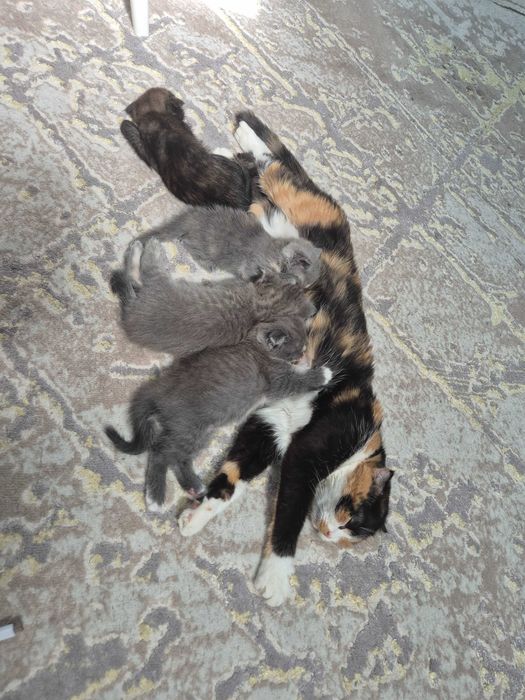 Котята. Шотландский страйт/фолд