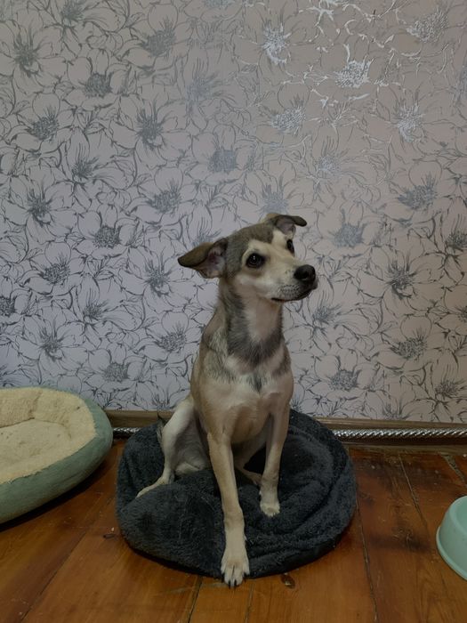 Отдам собак в хорошие руки