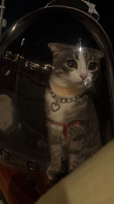 Шотландский кот