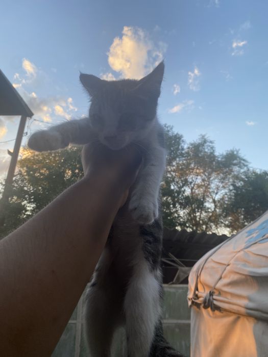 Отдаем котят в хорошие руки