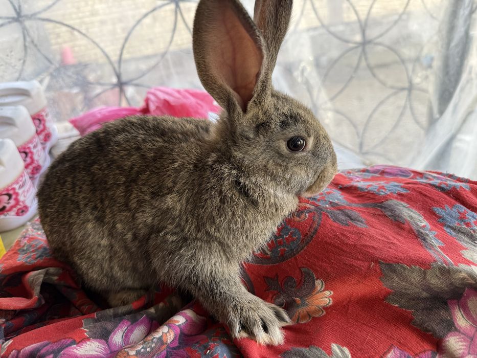 quyon bollari sotiladi