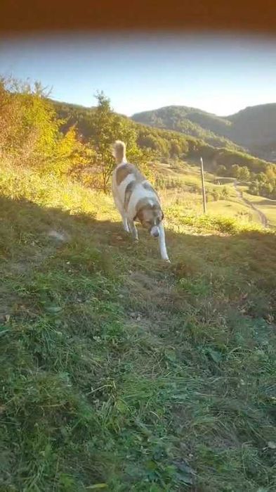 Câine ciobănesc