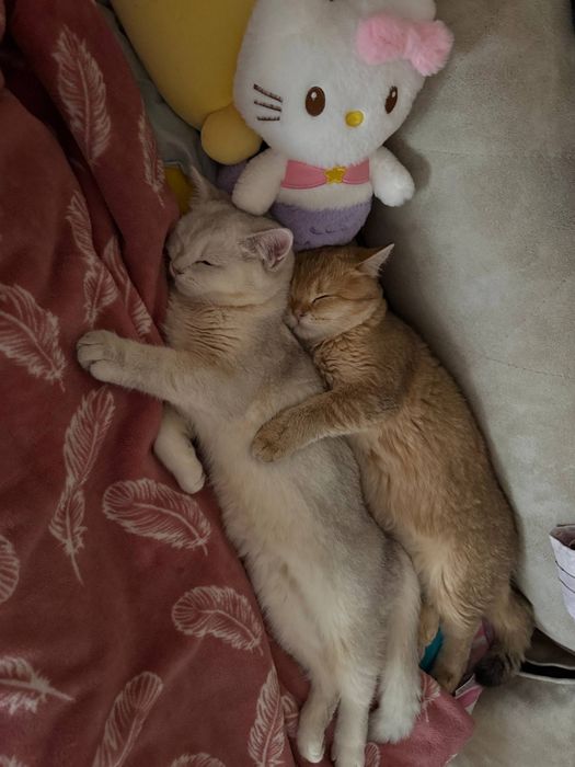 Koshki 2 shtuki Zolotaya britanskaya Shinshilla