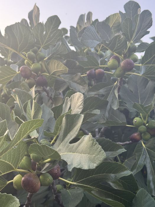 Vand smochine bio, nestopite din gradina proprie