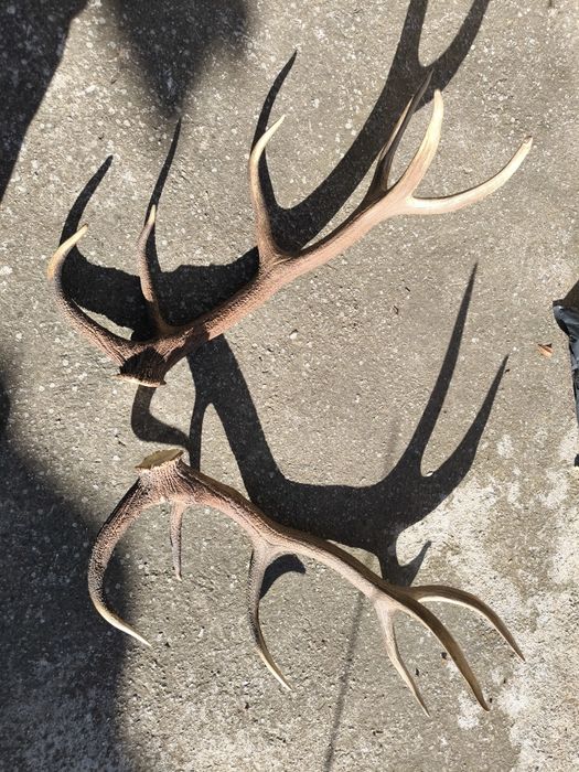 Чифт рога от елен, трофей