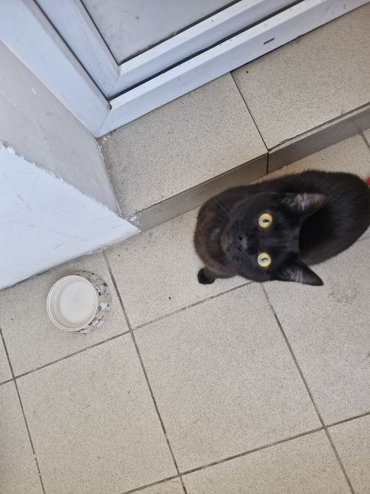 Ласковый котик ищет дом