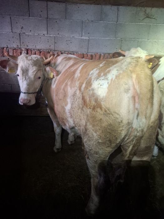 Vand 5 vitele baltate