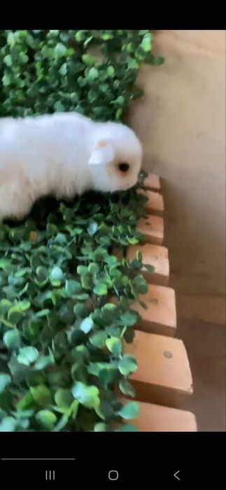 Quyonchalar onasi karlik otasi split