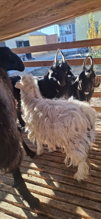 3 бас еркек лакк