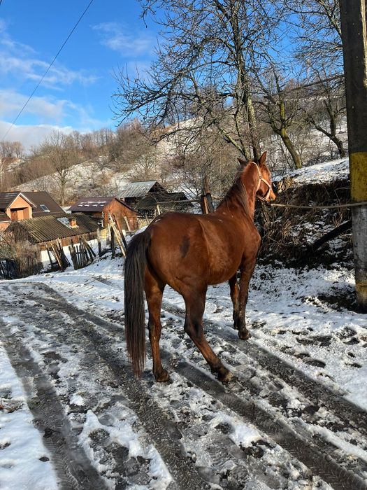Cal de vânzare comuna pucheni,  65 de milioane