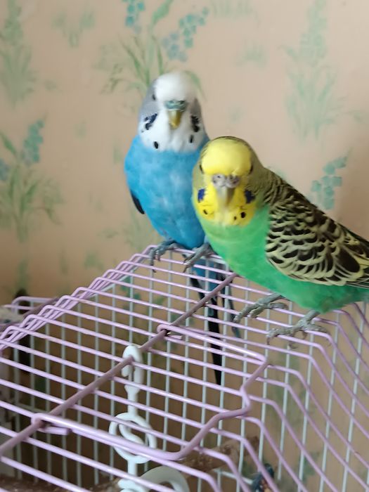 Попугайи волнистые ручные .