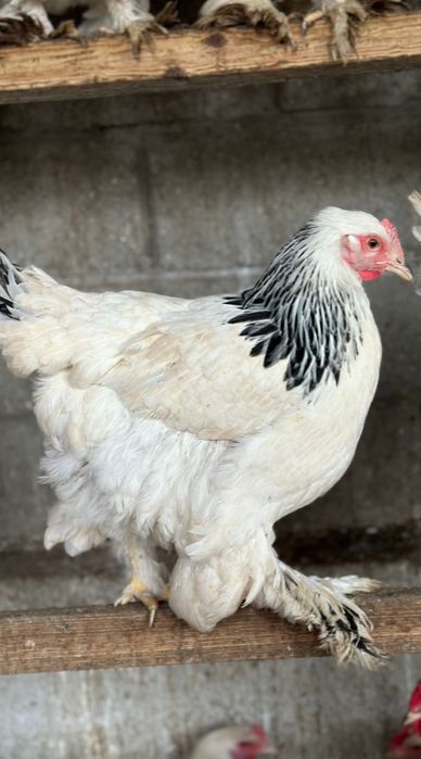 Цыплята Брама чистопородные