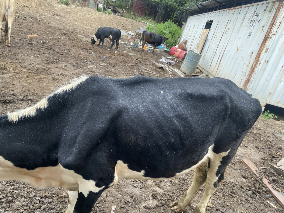 Продам карову хоршая