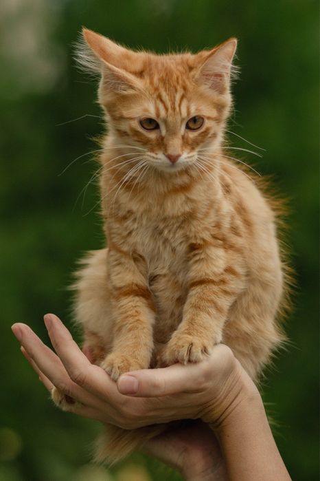 Котята в поиске дома