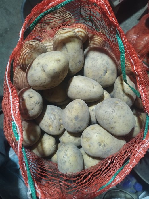 Продаю домашний картофель сорт калумба