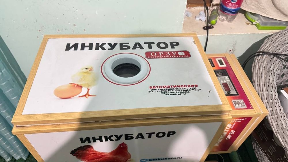 Inkubator 65 talik