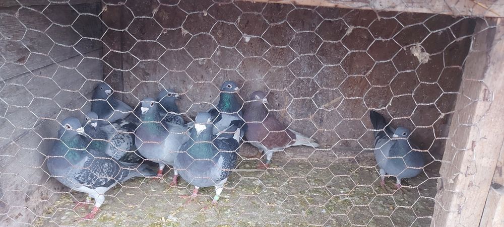 Vând Porumbei Voiajori!