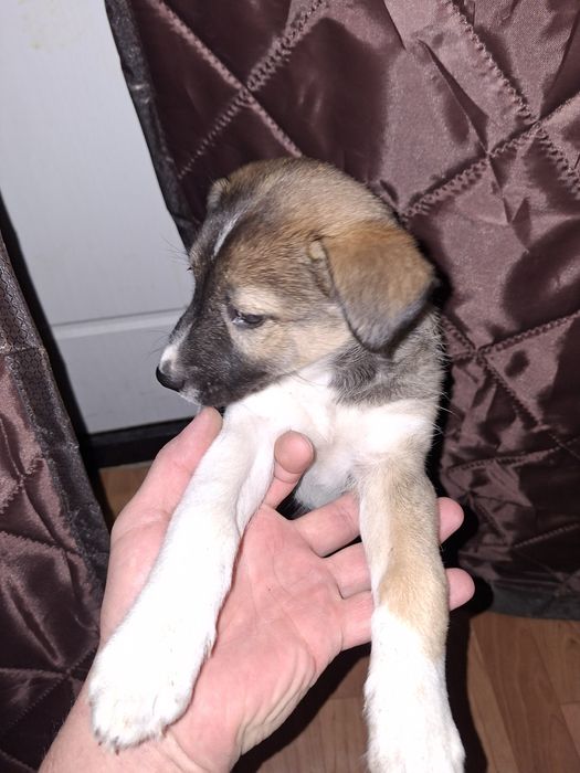 Отдам даром щенят