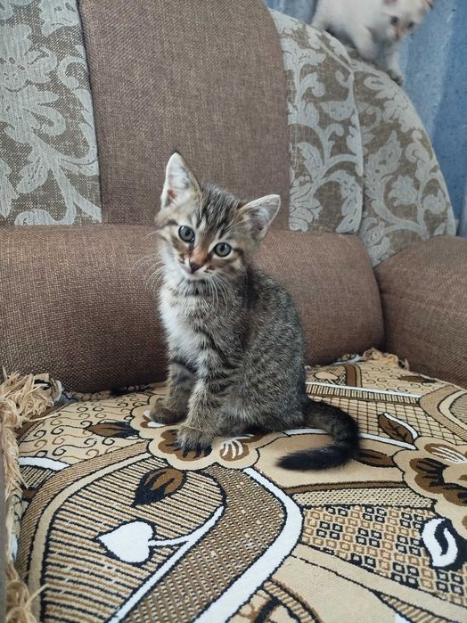 Котята вислоухие