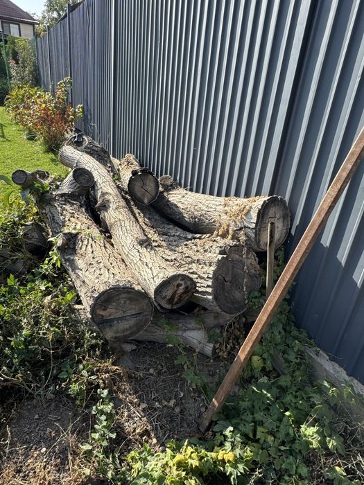 Корень ореха с брёвнами