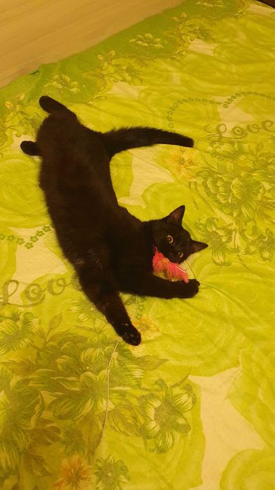 Приемен / постоянен Дом за Черна принцеса