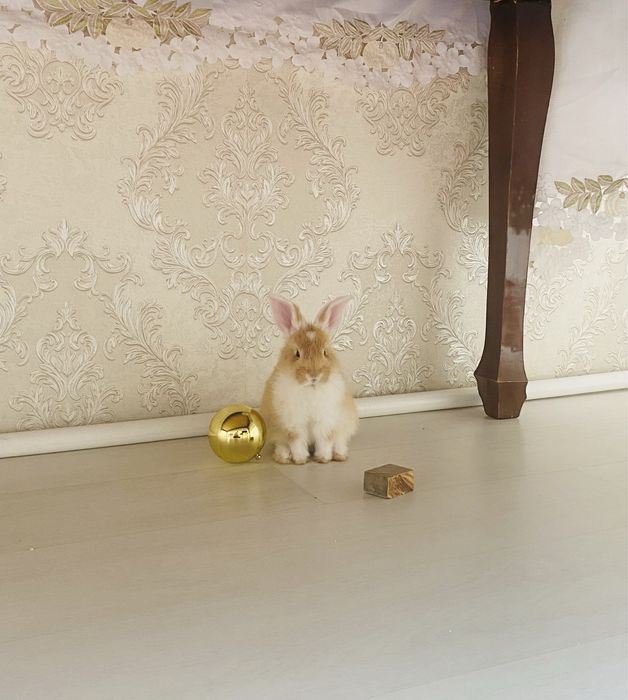 декоративный кролик