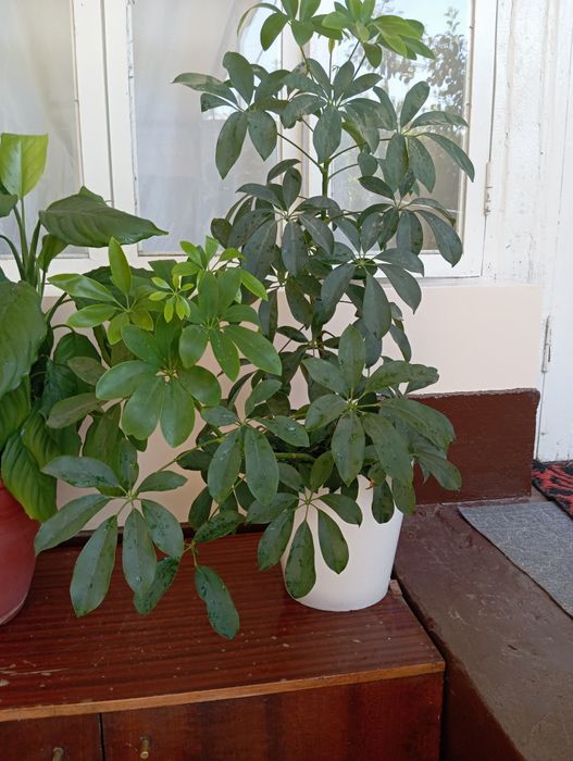 Chiroyli honaki gullar