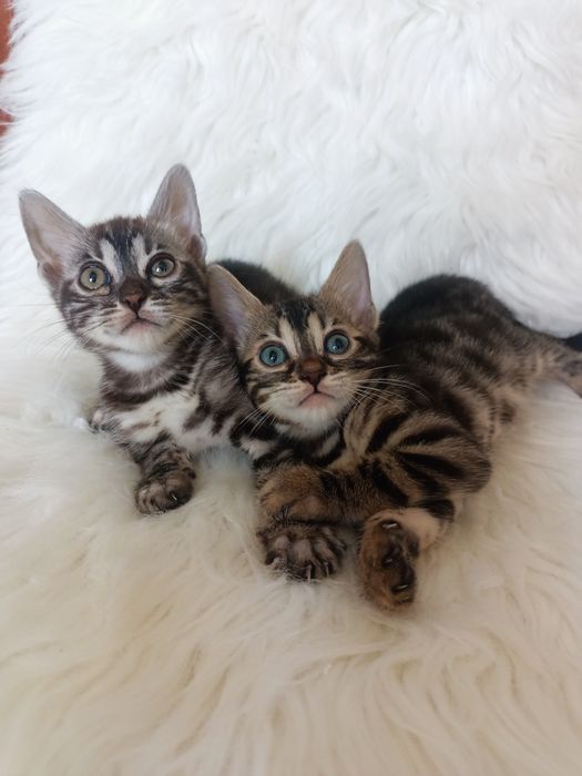 Продаюся котята бенгальской породы.девочки