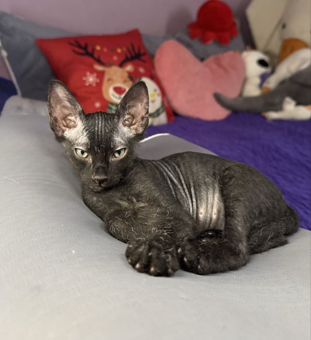 Котенок сфинкс браш