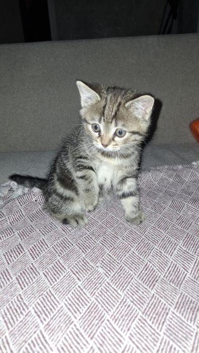 Сладкие  котятки