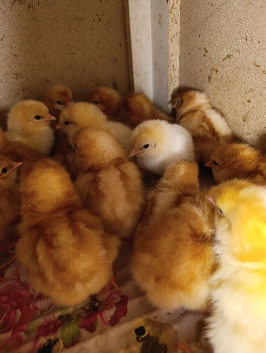 Продам суточных цыплят