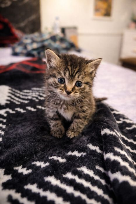 Meyn kun/ мейн кун/ mushik/ mushik bolasi/