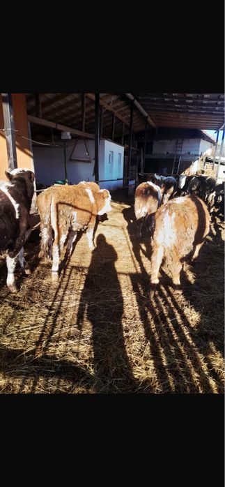 Vand vitei si vitele