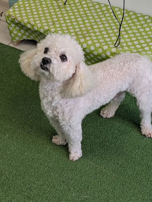 Frizerie Canină AYȘA 120 RON