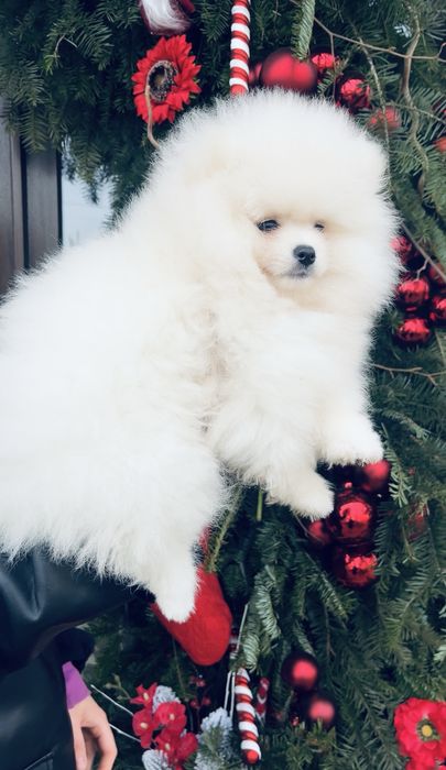 Pomeranian mini shpitz  ALB