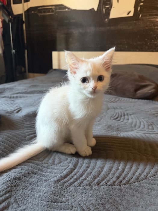Отдам котенка девочку