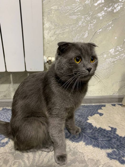 Shoglandskiy vesloushie