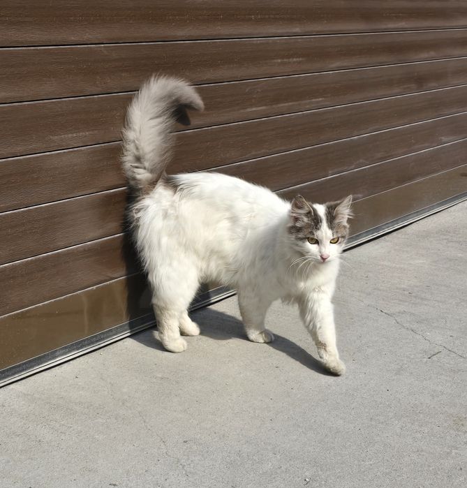 Коте търси дом/ Осинови коте