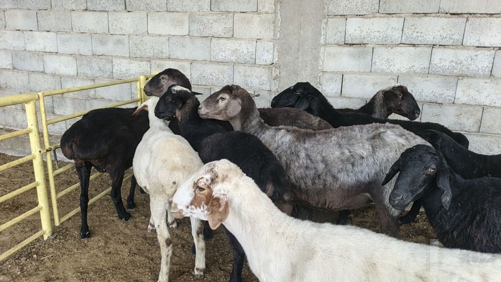 Tug'adigan qo'y sotiladi yaxshi narxlarda