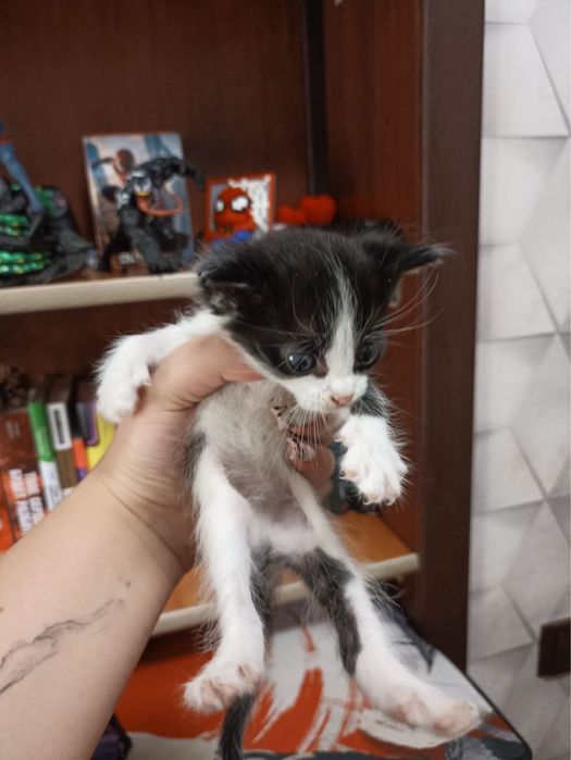 Отдам даром котят