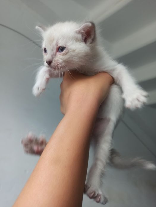 Котята сиамские в добрые руки