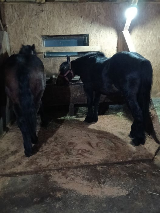 Vând doi armăsari cu vârsta de doi și trei ani fac la primavara in lun