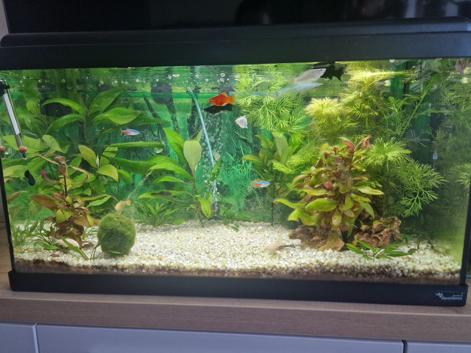 Vand acvariu 50 litri Aquatlantis