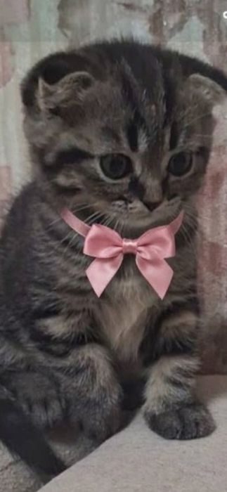 Котятки шотландские